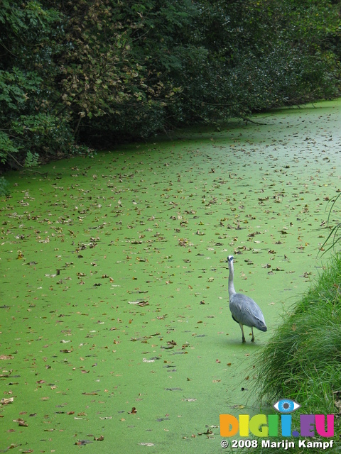 23587 Heron in canal